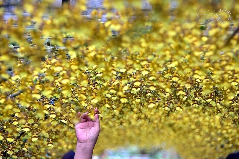 文心蘭黃金隧道