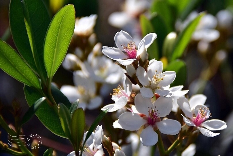 厚葉石斑木 厚葉石斑木