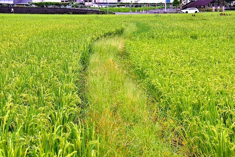 冬山三奇美徑伯朗大道