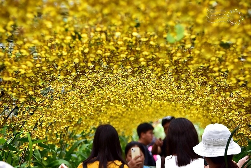 文心蘭黃金隧道