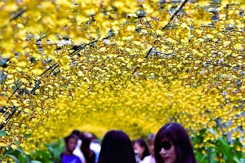 文心蘭黃金隧道