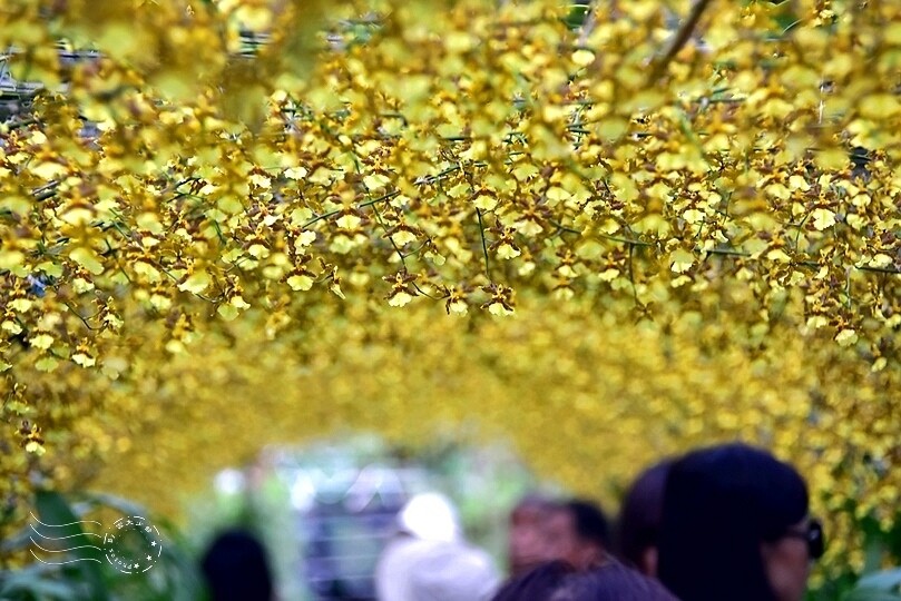 文心蘭黃金隧道