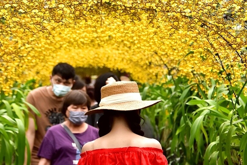 文心蘭黃金隧道