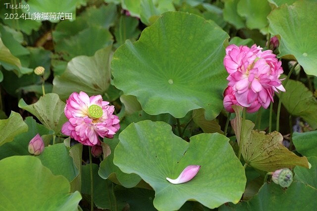 2024山豬堀荷花田｜荷韻蓮蓮｜古庄里荷韻蓮蓮，06/13即