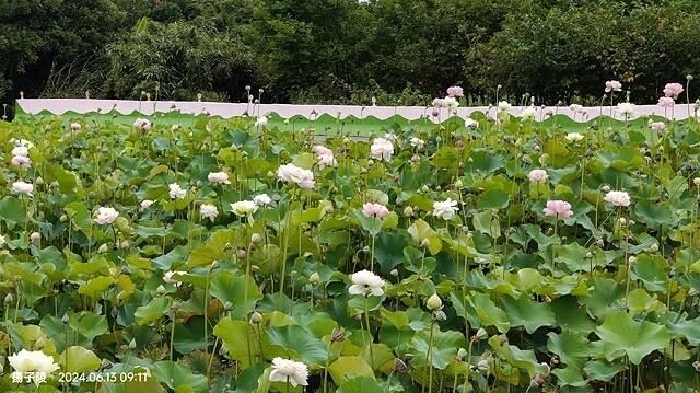 2024山豬堀荷花田｜荷韻蓮蓮｜古庄里荷韻蓮蓮，06/13即