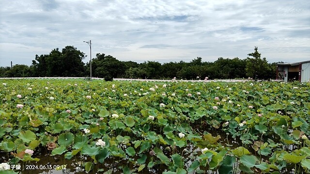 2024山豬堀荷花田｜荷韻蓮蓮｜古庄里荷韻蓮蓮，06/13即