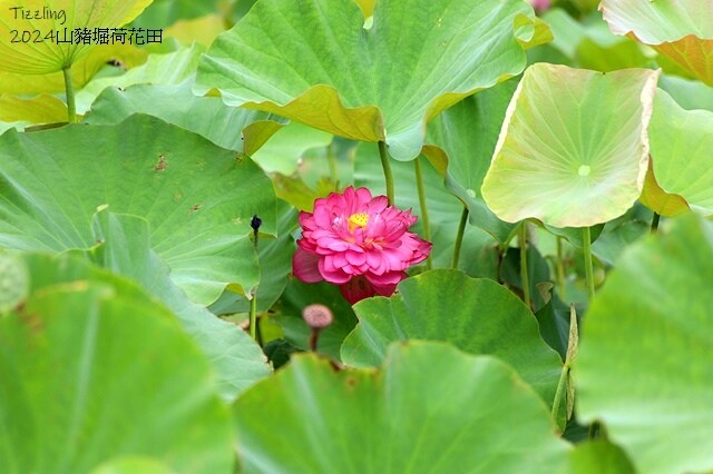 2024山豬堀荷花田｜荷韻蓮蓮｜古庄里荷韻蓮蓮，06/13即