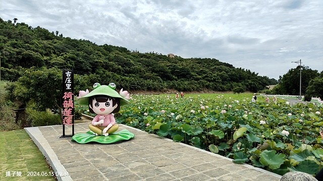 2024山豬堀荷花田｜荷韻蓮蓮｜古庄里荷韻蓮蓮，06/13即