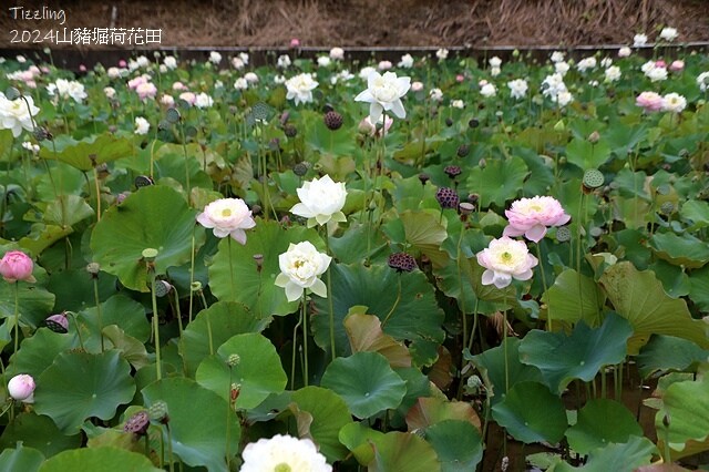 2024山豬堀荷花田｜荷韻蓮蓮｜古庄里荷韻蓮蓮，06/13即