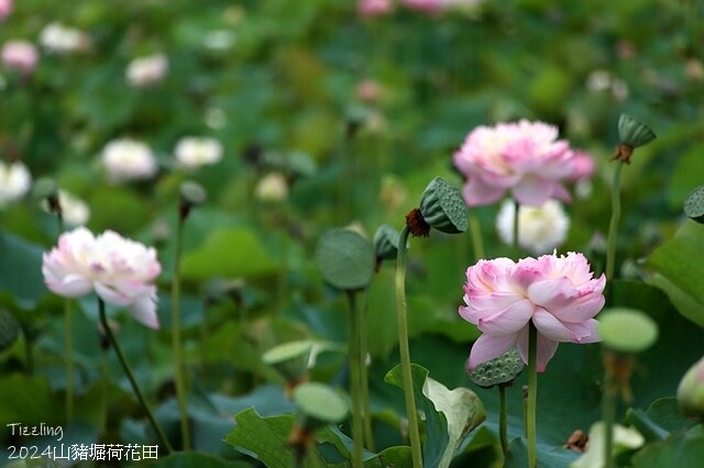2024山豬堀荷花田｜荷韻蓮蓮｜古庄里荷韻蓮蓮，06/13即