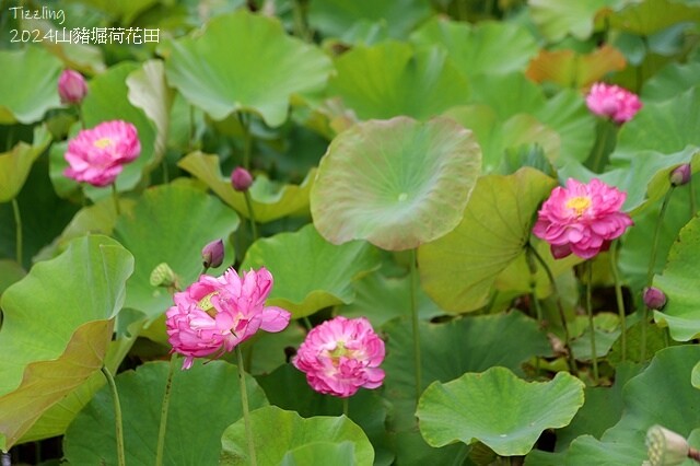 2024山豬堀荷花田｜荷韻蓮蓮｜古庄里荷韻蓮蓮，06/13即