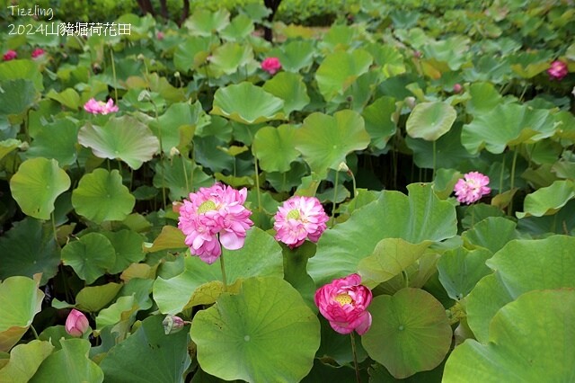 2024山豬堀荷花田｜荷韻蓮蓮｜古庄里荷韻蓮蓮，06/13即