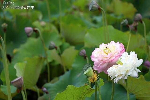 2024山豬堀荷花田｜荷韻蓮蓮｜古庄里荷韻蓮蓮，06/13即