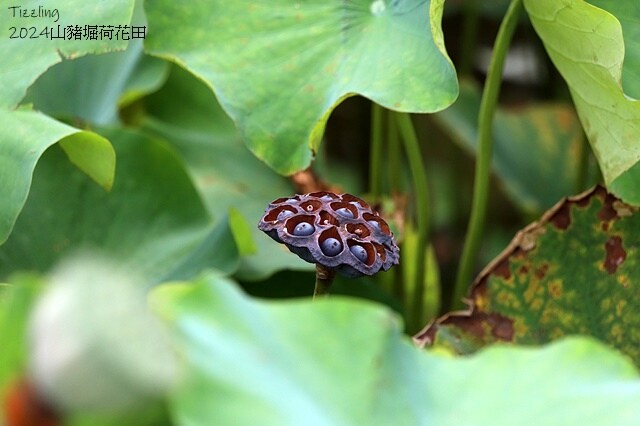 2024山豬堀荷花田｜荷韻蓮蓮｜古庄里荷韻蓮蓮，06/13即