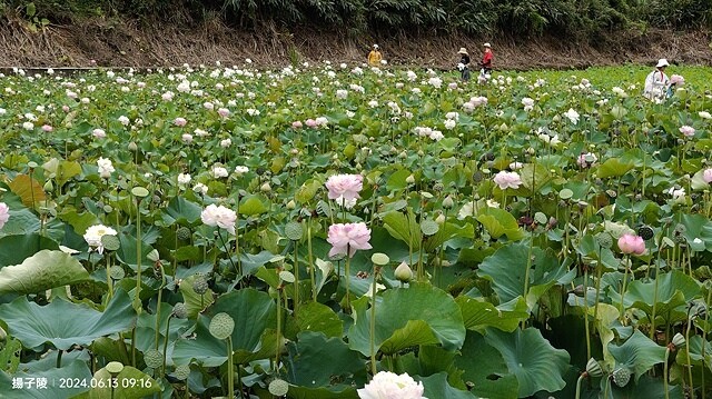 2024山豬堀荷花田｜荷韻蓮蓮｜古庄里荷韻蓮蓮，06/13即