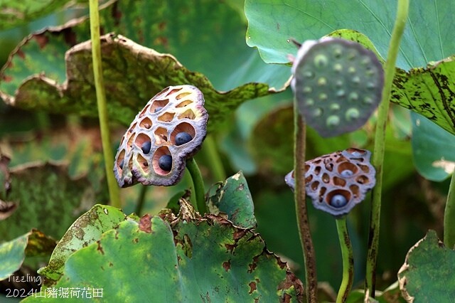2024山豬堀荷花田｜荷韻蓮蓮｜古庄里荷韻蓮蓮，06/13即