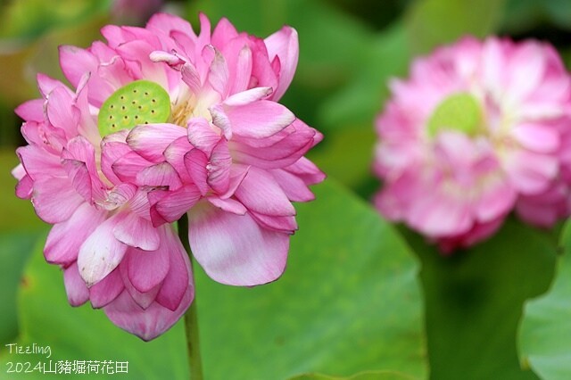 2024山豬堀荷花田｜荷韻蓮蓮｜古庄里荷韻蓮蓮，06/13即