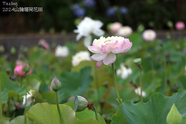 2024山豬堀荷花田｜荷韻蓮蓮｜古庄里荷韻蓮蓮，06/13即