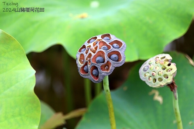 2024山豬堀荷花田｜荷韻蓮蓮｜古庄里荷韻蓮蓮，06/13即