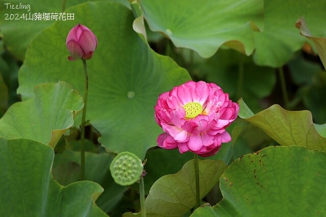 2024山豬堀荷花田｜荷韻蓮蓮｜古庄里荷韻蓮蓮，06/13即