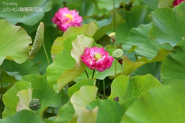 2024山豬堀荷花田｜荷韻蓮蓮｜古庄里荷韻蓮蓮，06/13即