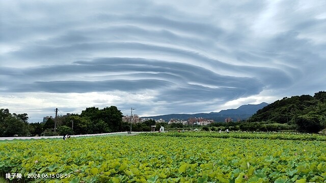 2024山豬堀荷花田｜荷韻蓮蓮｜古庄里荷韻蓮蓮，06/13即