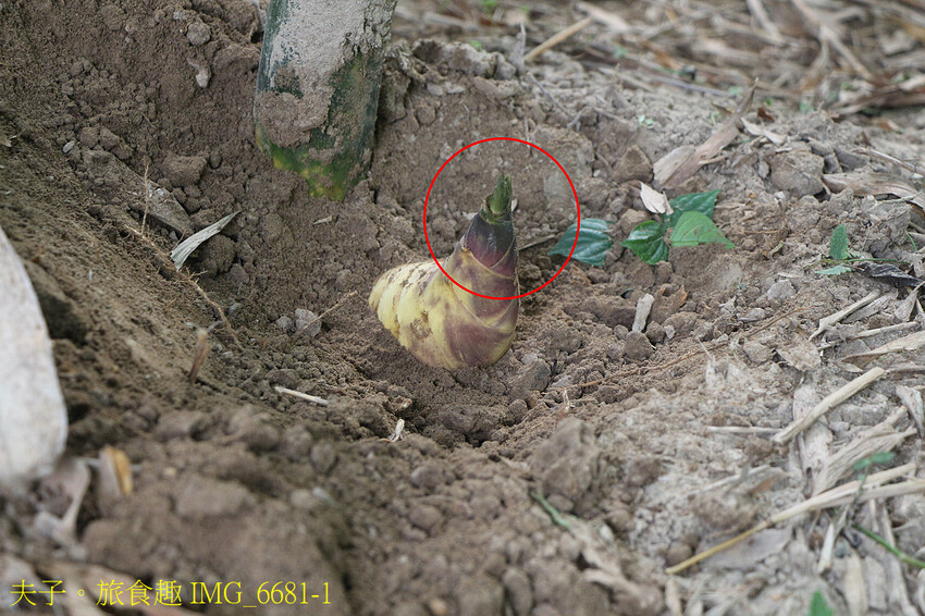 觀音山 採筍體驗 X 硬漢嶺登高賞夜景