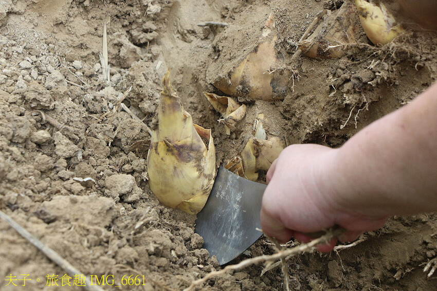 觀音山 採筍體驗 X 硬漢嶺登高賞夜景