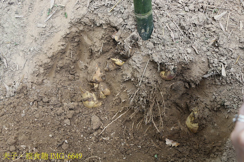 觀音山 採筍體驗 X 硬漢嶺登高賞夜景