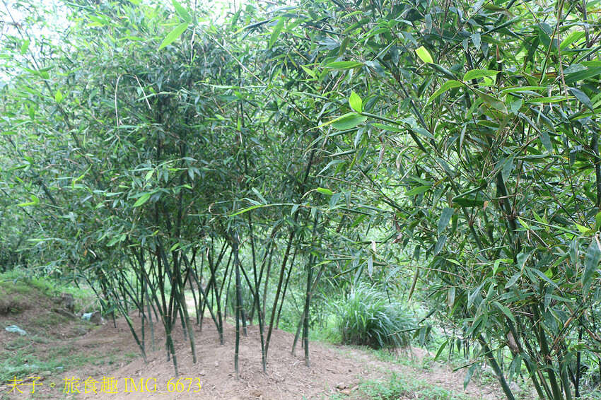 觀音山 採筍體驗 X 硬漢嶺登高賞夜景