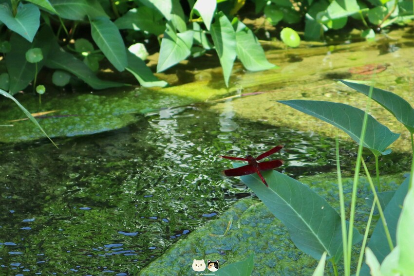 臺中霧峰一日遊景點推薦｜原流新創聚落．【南島饗宴一日套票-精
