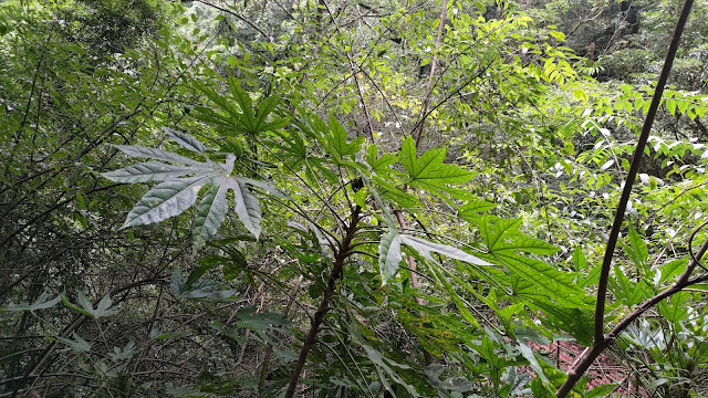 拉拉山國家森林遊樂區 - 蓪草