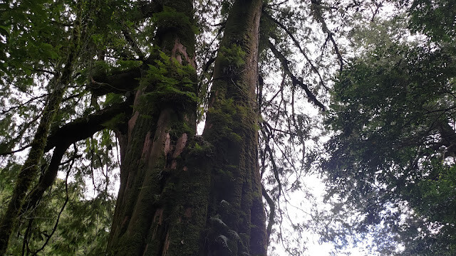 拉拉山國家森林遊樂區 - 神木6號
