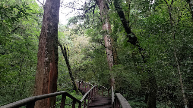 拉拉山國家森林遊樂區 - 迷霧森林之旅