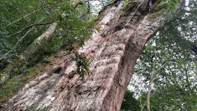 拉拉山國家森林遊樂區 - 失落的樹瘤