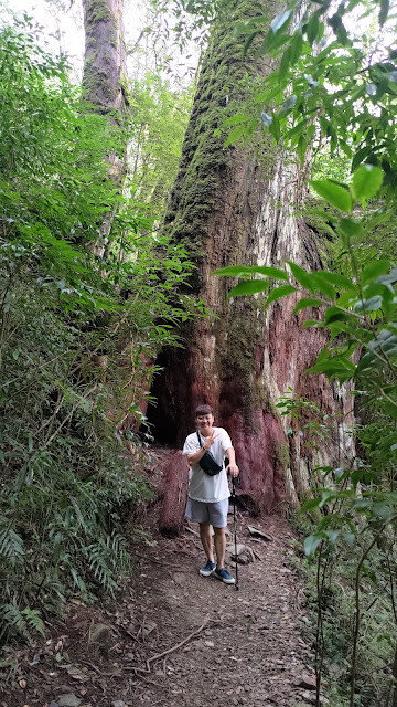 拉拉山國家森林遊樂區 - 神木12號