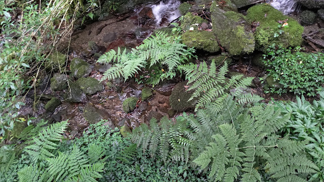 拉拉山國家森林遊樂區 - 蕨類