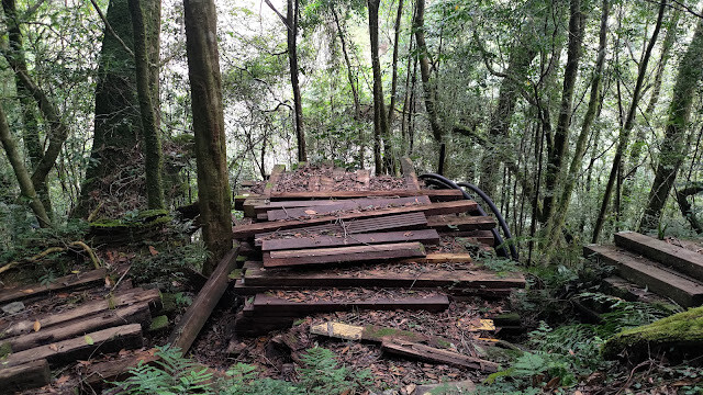 拉拉山國家森林遊樂區 - 飽覽巨木之旅