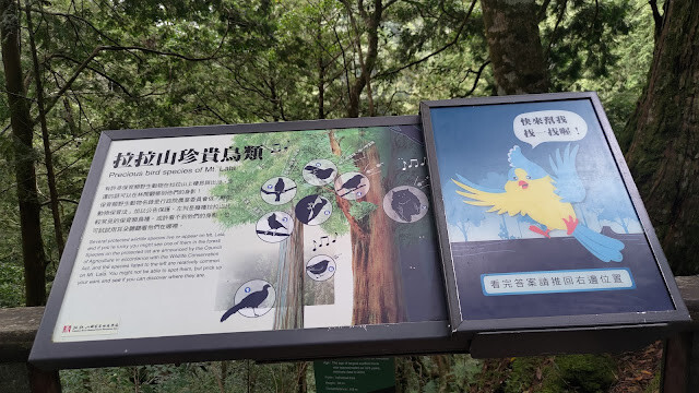 拉拉山國家森林遊樂區 - 拉拉山鳥類
