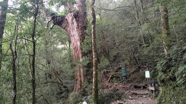 拉拉山國家森林遊樂區 - 神木13號