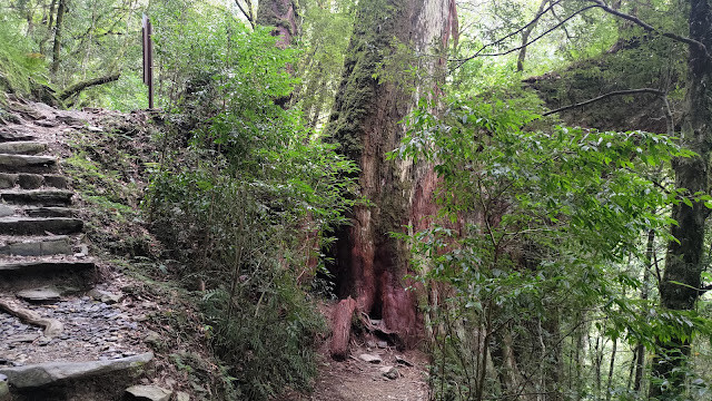 拉拉山國家森林遊樂區 - 神木12號