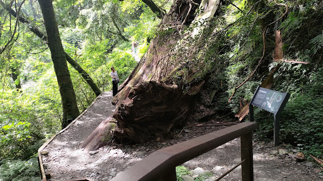 拉拉山國家森林遊樂區 - 手作步道的智慧