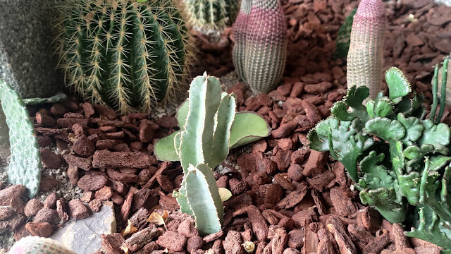 戶羽機關車園區 - 植栽造景 (仙人掌)