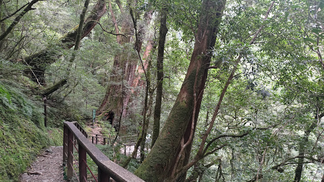 拉拉山國家森林遊樂區 - 神木5號