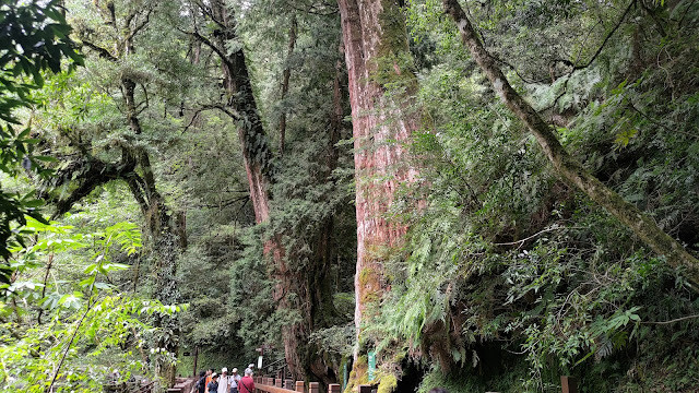 拉拉山國家森林遊樂區 - 神木3號