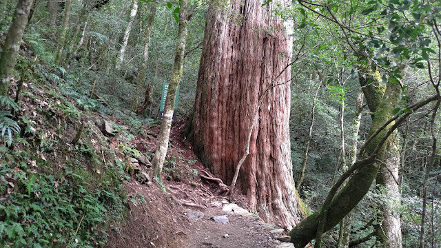 拉拉山國家森林遊樂區 - 神木14號