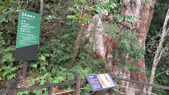 拉拉山國家森林遊樂區 - 神木24號