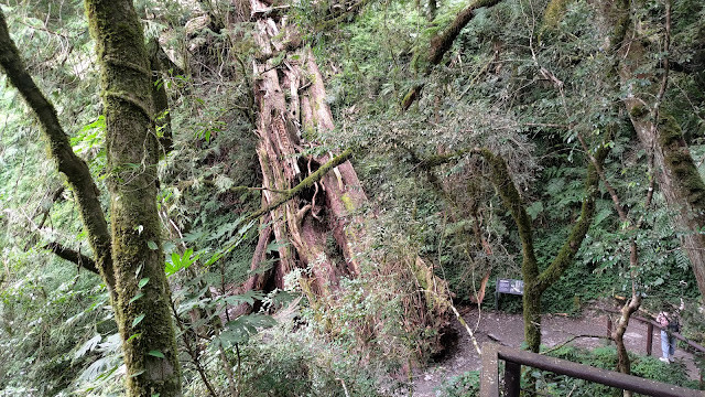 拉拉山國家森林遊樂區 - 飽覽巨木之旅