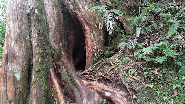 拉拉山國家森林遊樂區 - 樹洞