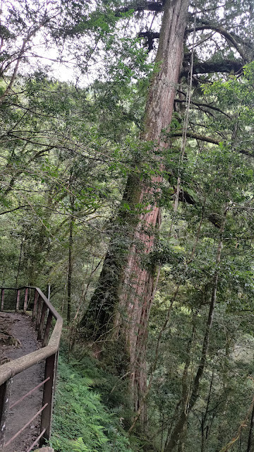 拉拉山國家森林遊樂區 - 神木6號